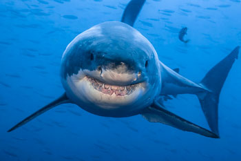 Picture of smiling shark