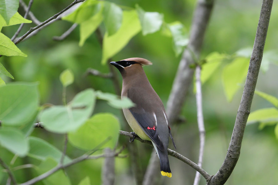 Bird sitting on a branch