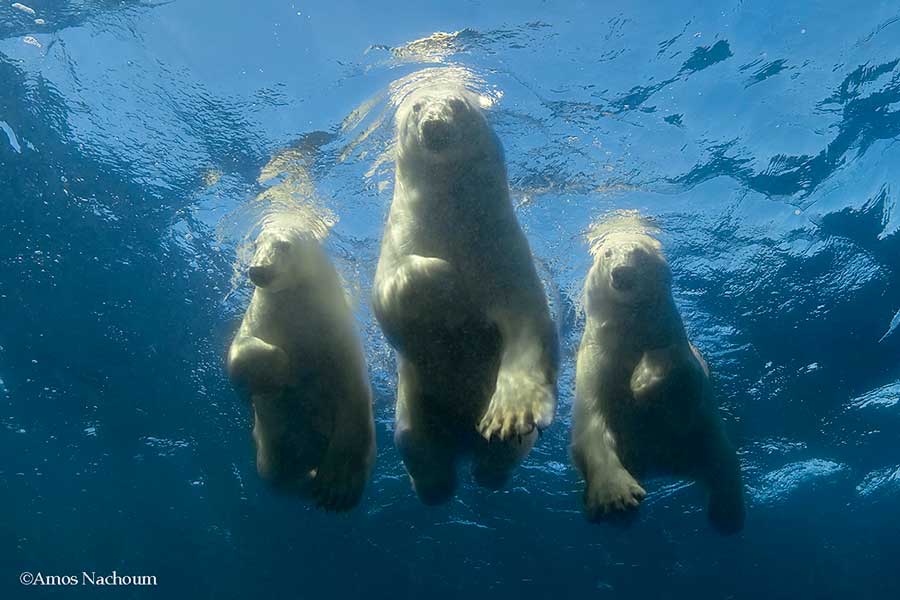 A photo of polar bears swimming by Amos Nachoum